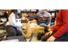 Lesehund 0122 001 1