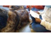Lesehund 0122 002 1