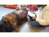 Lesehund 0122 003 1