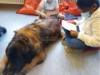 Lesehund 0122 004 1