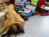 Lesehund 0122 006 1
