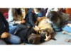 Lesehund 0122 010