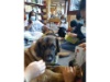 Lesehund 0122 011