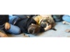 Lesehund 0122 013