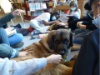 Lesehund 0122 014