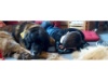 Lesehund 0122 017