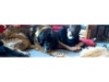Lesehund 0122 018