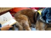 Lesehund 0122 020