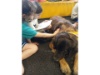 Lesehund 0421 003