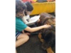 Lesehund 0421 004