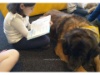Lesehund 0421 005