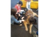 Lesehund 0421 007