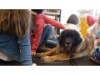 Lesehund 0421 009