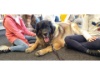 Lesehund 0421 010
