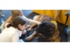 Lesehund 0421 011