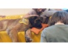 Lesehund 0421 012