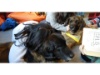 Lesehund 0122 023