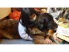 Lesehund 0122 025