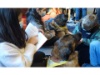 Lesehund 0122 027