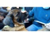 Lesehund 0122 029