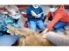 Lesehund 0122 030
