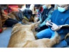 Lesehund 0122 033