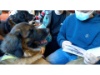 Lesehund 0122 034