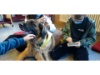 Lesehund 0122 036
