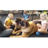 Therapiehunde Zentrum Schweiz 2022 033