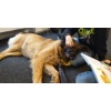 Therapiehunde Zentrum Schweiz 2022 034