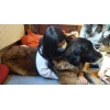Therapiehunde Zentrum Schweiz 2022 035