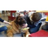 Therapie Hunde Zentrum Schweiz Lesehund 001
