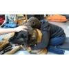 Therapie Hunde Zentrum Schweiz Lesehund 003 1