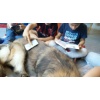 Therapie Hunde Zentrum Schweiz Lesehund 006