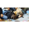 Therapie Hunde Zentrum Schweiz Lesehund 007