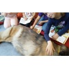 Therapie Hunde Zentrum Schweiz Lesehund 009