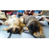 Therapie Hunde Zentrum Schweiz Lesehund 010