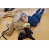 Lesehund 0123 010