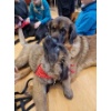Lesehund 0123 012