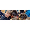 Lesehund 0123 013