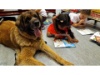 Therapie Hunde Zentrum Schweiz Lesehund 110
