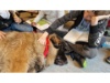Therapie Hunde Zentrum Schweiz Lesehund 111