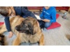 Therapie Hunde Zentrum Schweiz Lesehund 114