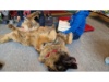 Therapie Hunde Zentrum Schweiz Lesehund 116