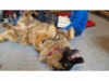 Therapie Hunde Zentrum Schweiz Lesehund 117