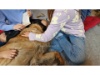 Therapie Hunde Zentrum Schweiz Lesehund 120