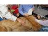Therapie Hunde Zentrum Schweiz Lesehund 121