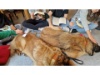 Therapie Hunde Zentrum Schweiz Lesehund 122