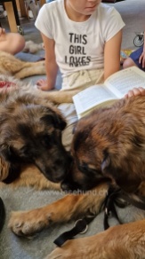 Therapie Hunde Zentrum Schweiz Lesehund 125