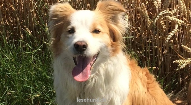 Therapie Hunde Zentrum Schweiz Lesehund 127